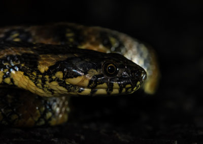 Reptil-ofidio-culebra de agua